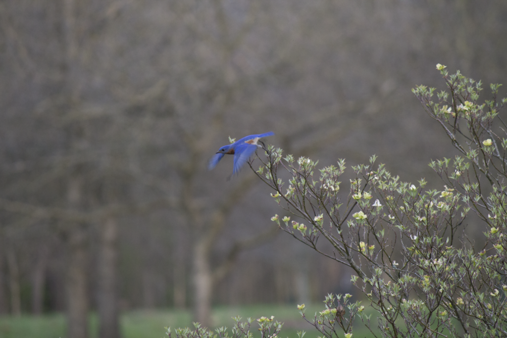 Eastern Bluebird mid take off from a tree branch