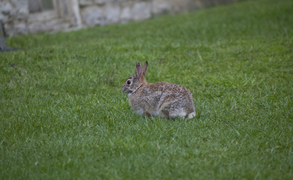 Rabbit sitting on grass