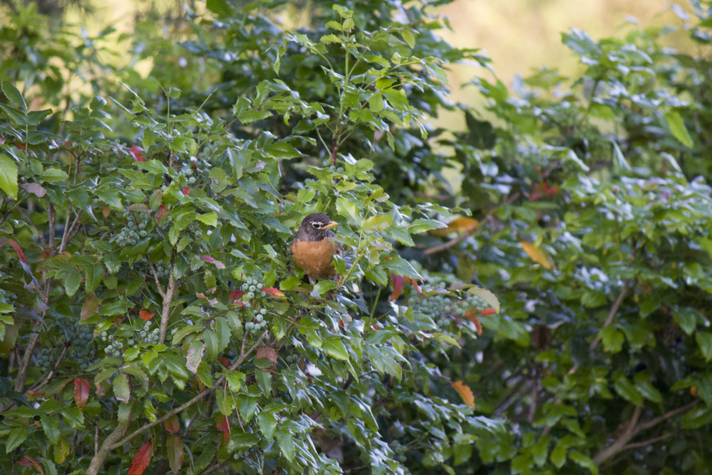 A Robin sitting in a bush