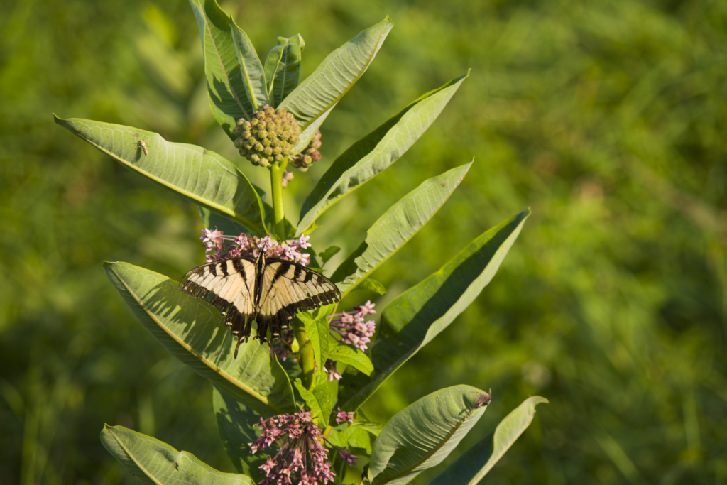 Swallowtail Butterfly on a plant